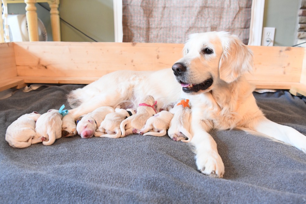 Piper and her puppies