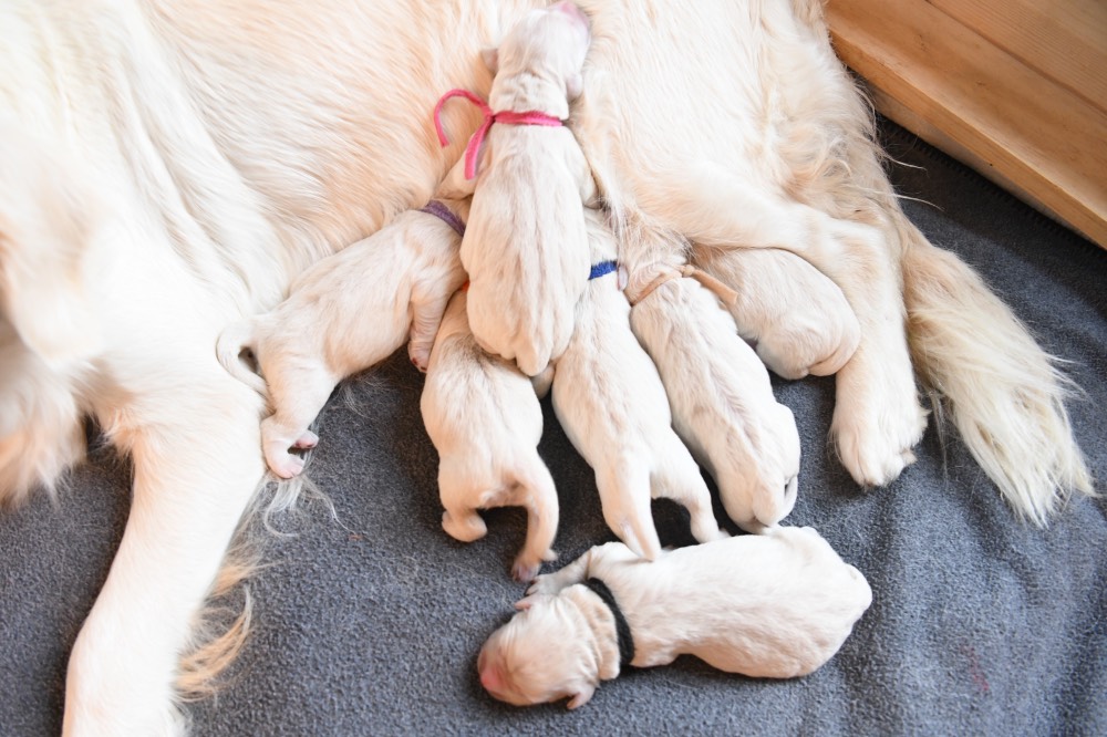 Piper's puppies just after birth