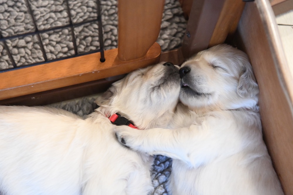 Snuggling sleeping 3-week old puppies