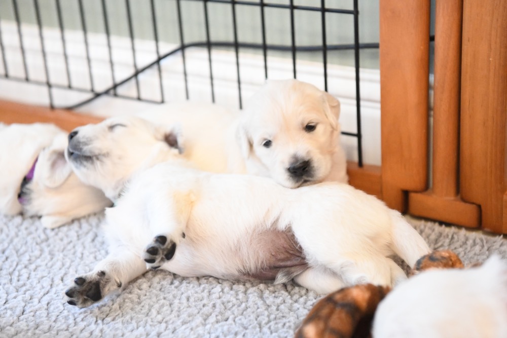 two 3 week old puppies snuggling