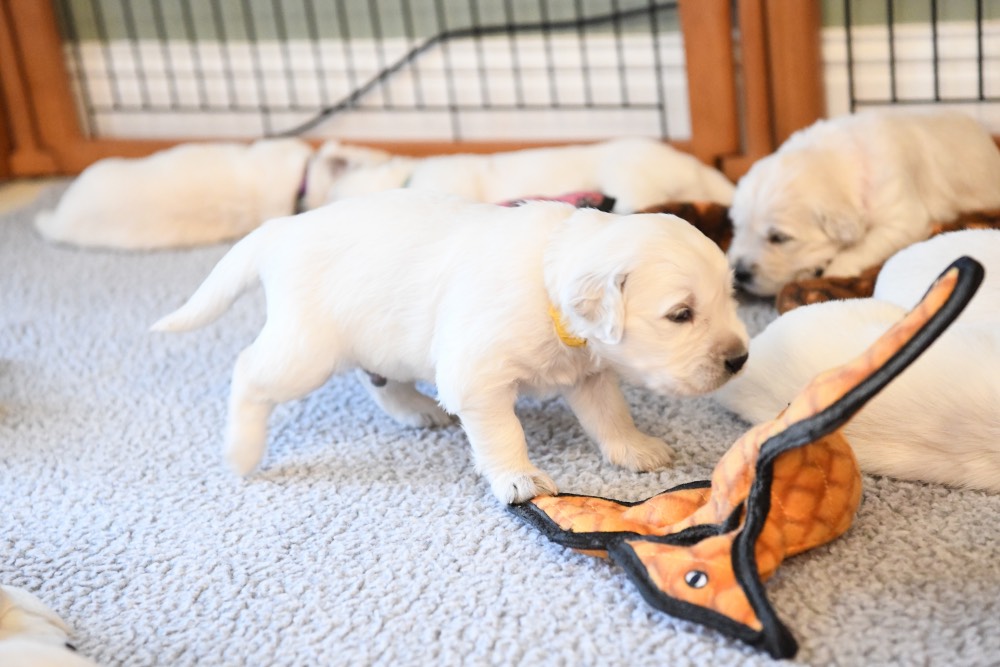 Eva's puppy checking out a toy