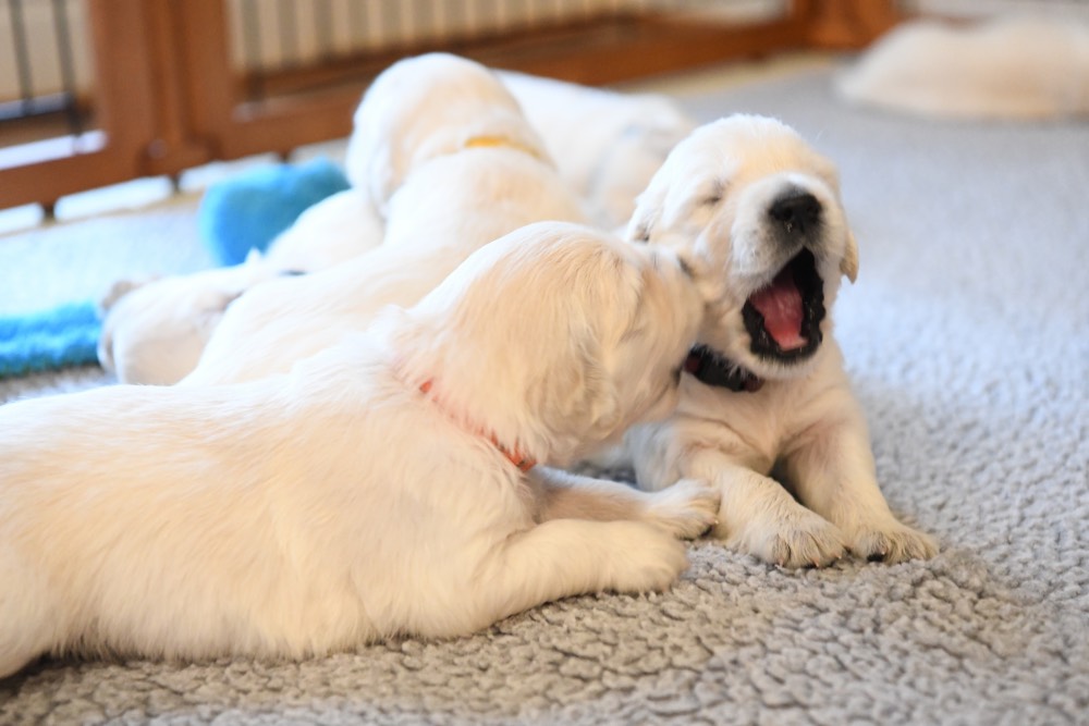 Eva's Yawning 3-week old puppy