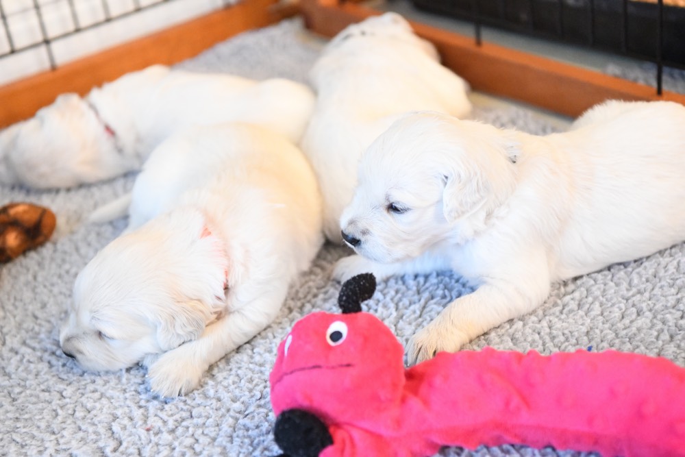 four Eva 3-week old puppies
