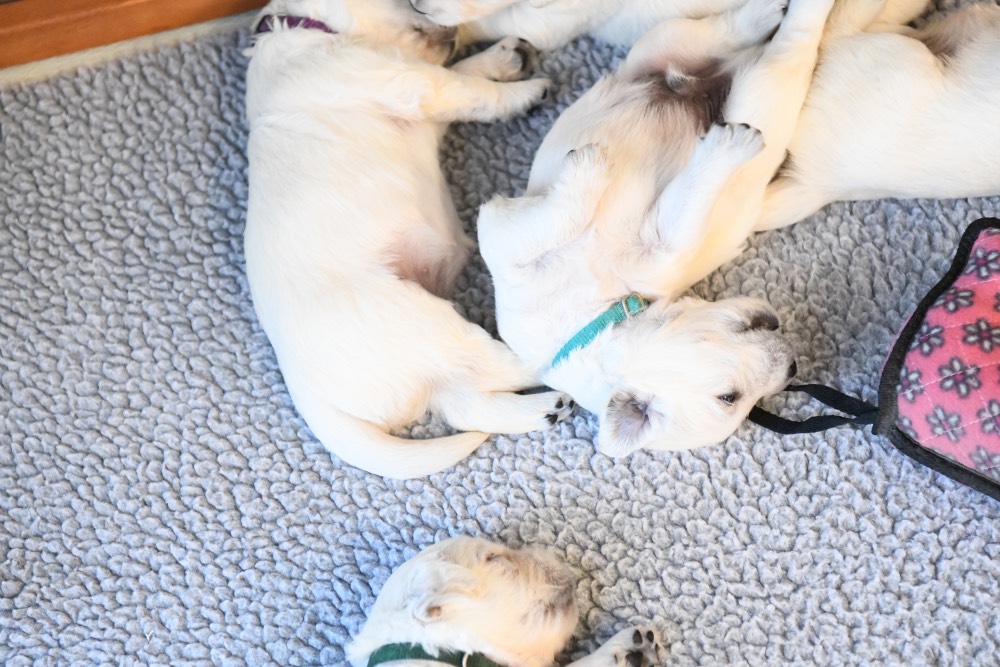 Eva's sleeping Mr. Teal