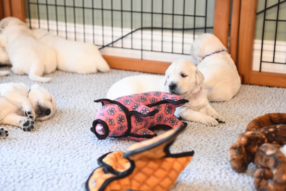 Eva's 3 week old puppy with toy