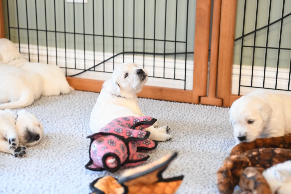 3 week old puppy looking over shoulder