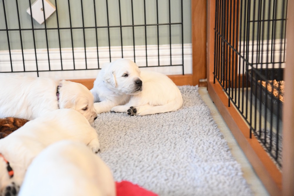 Eva's 3 week old puppy lying down