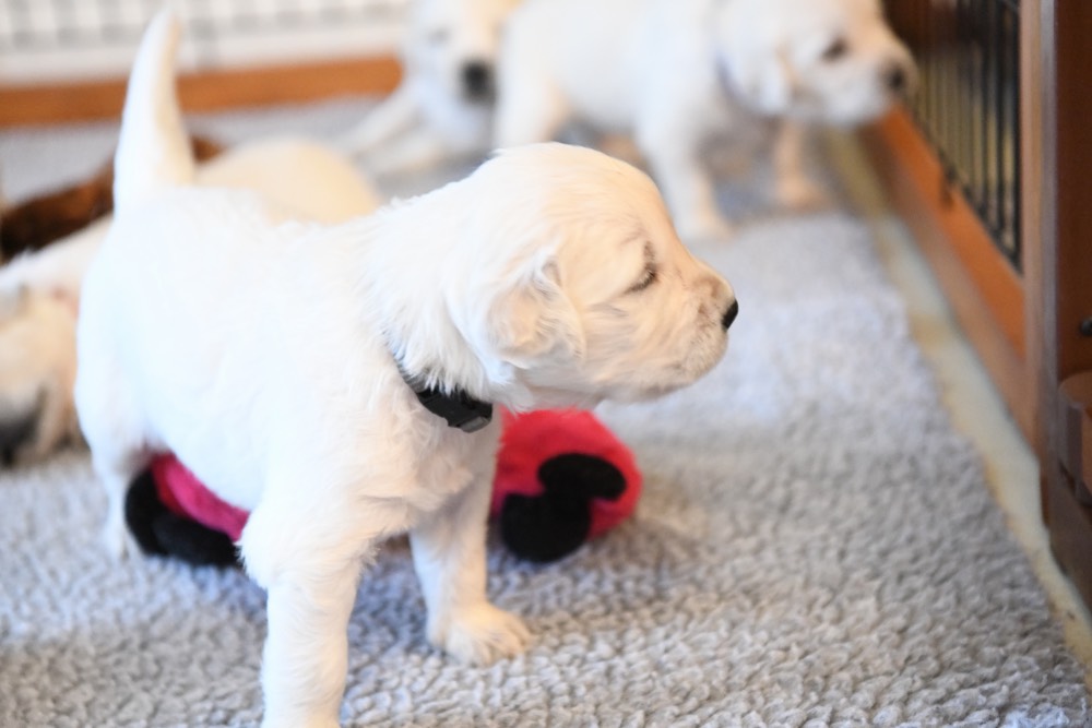 Eva's 3 week old puppy standing