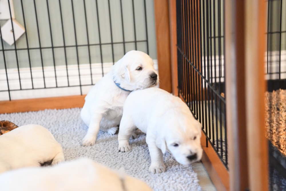 two Eva 3 week old puppies