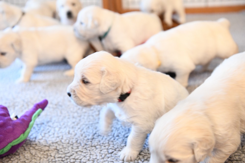 Eva's three week old puppies