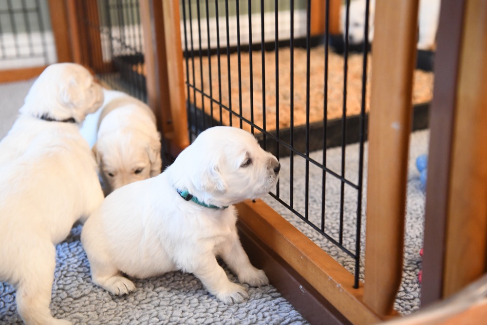 3-week old puppy looking through fence