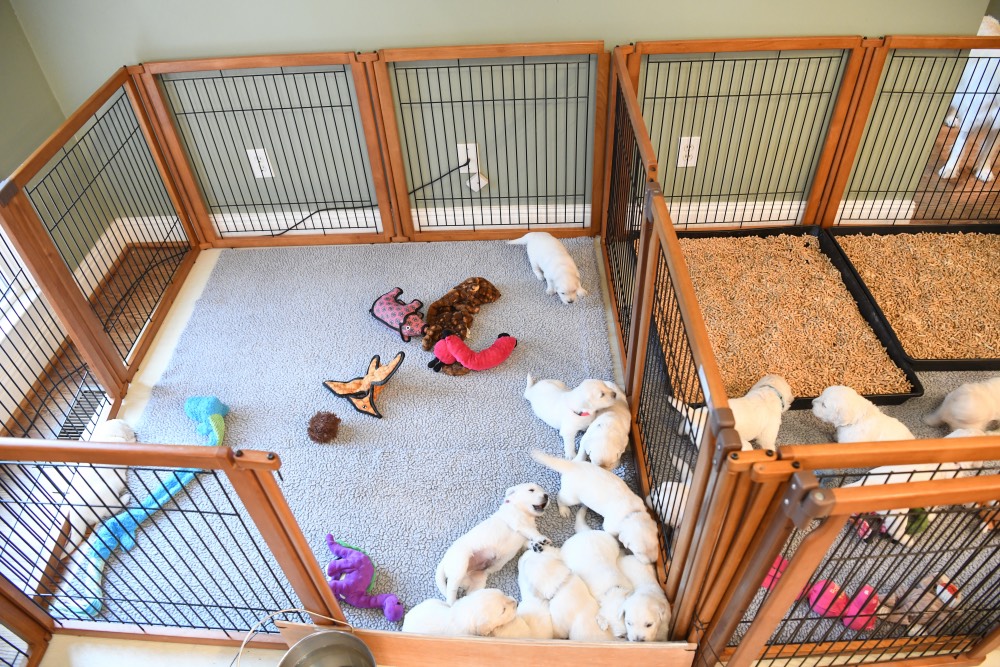 Eva's and Molly's 3-week old puppies