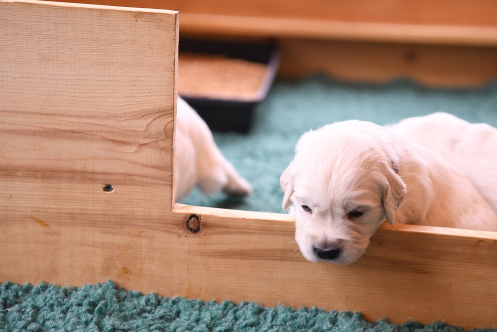 Tara's 3 Week Old Puppies