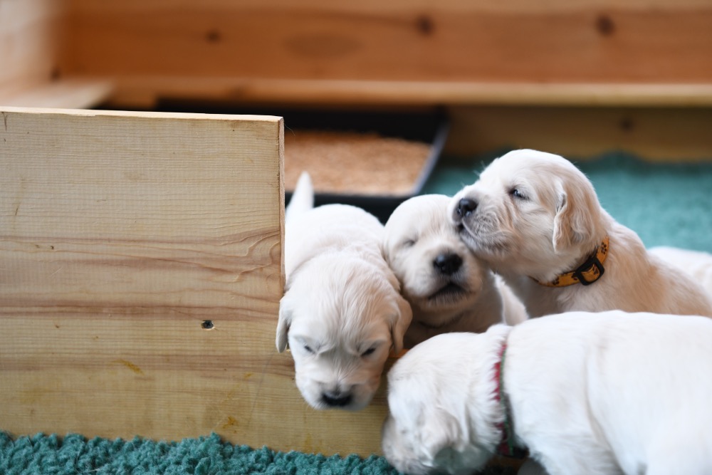 Tara's 3 Week Old Puppies