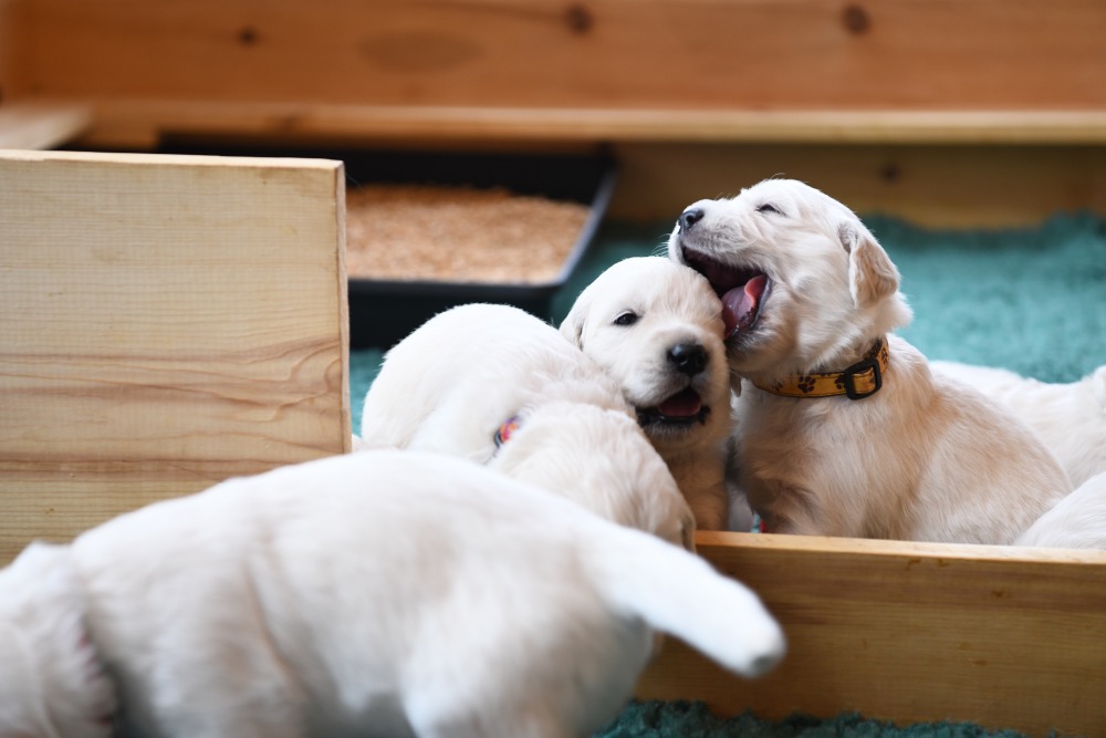 Tara's 3 Week Old Puppies