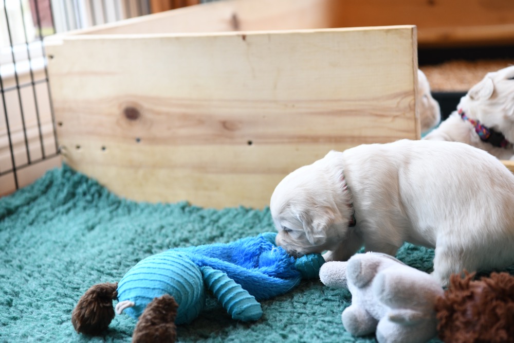 Tara's 3 Week Old Puppies