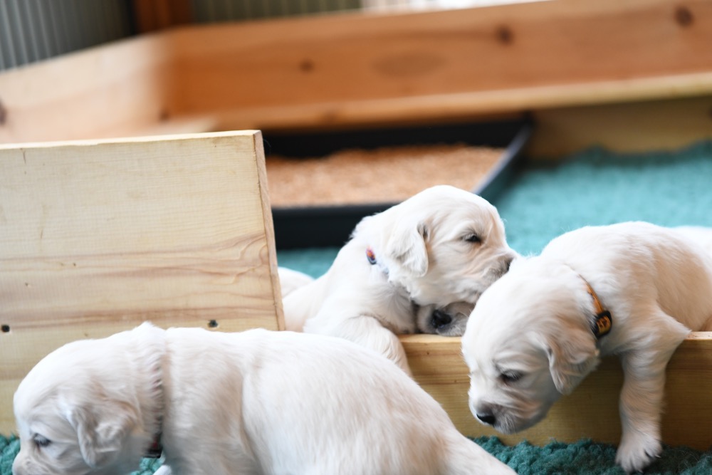 Tara's 3 Week Old Puppies