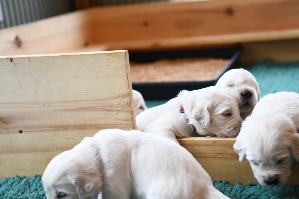Tara's 3 Week Old Puppies