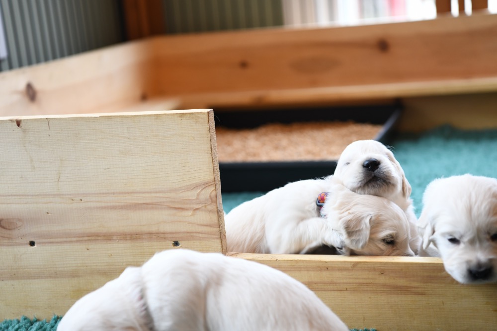 Tara's 3 Week Old Puppies