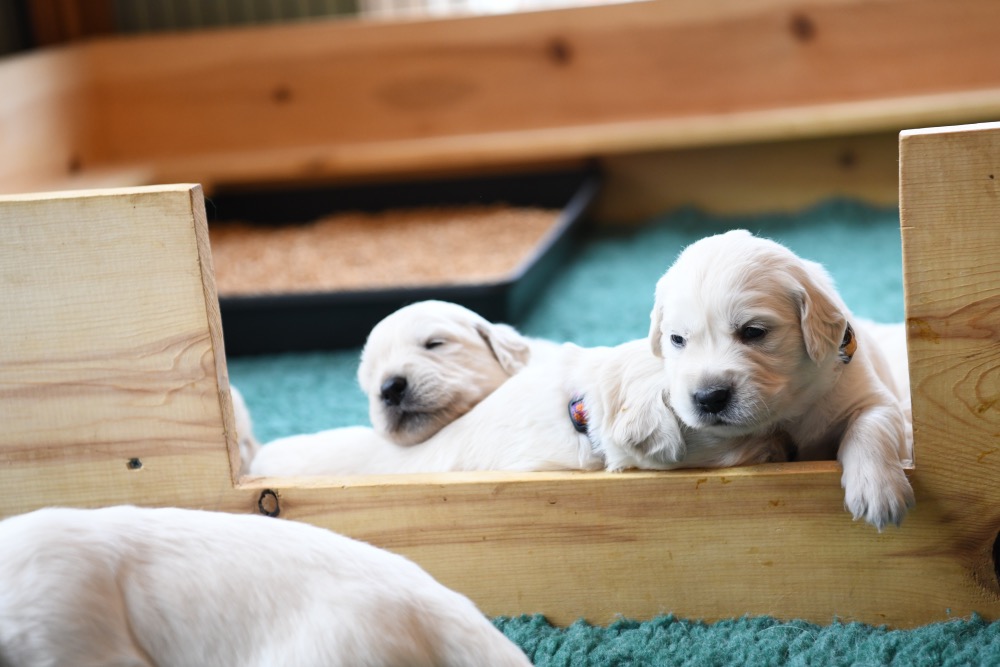 Tara's 3 Week Old Puppies