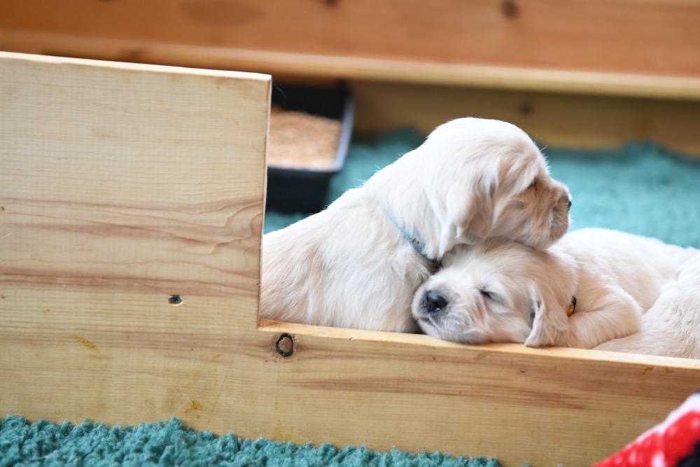 Tara's 3 Week Old Puppies
