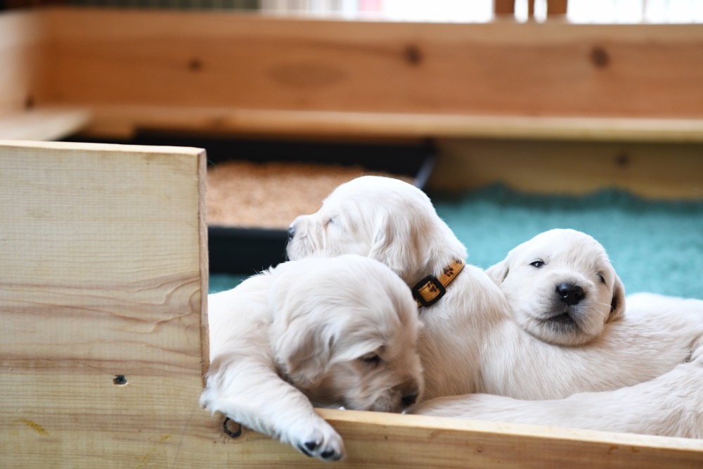 Tara's 3 Week Old Puppies