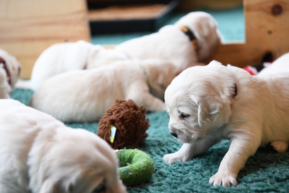 Tara's 3 Week Old Puppies