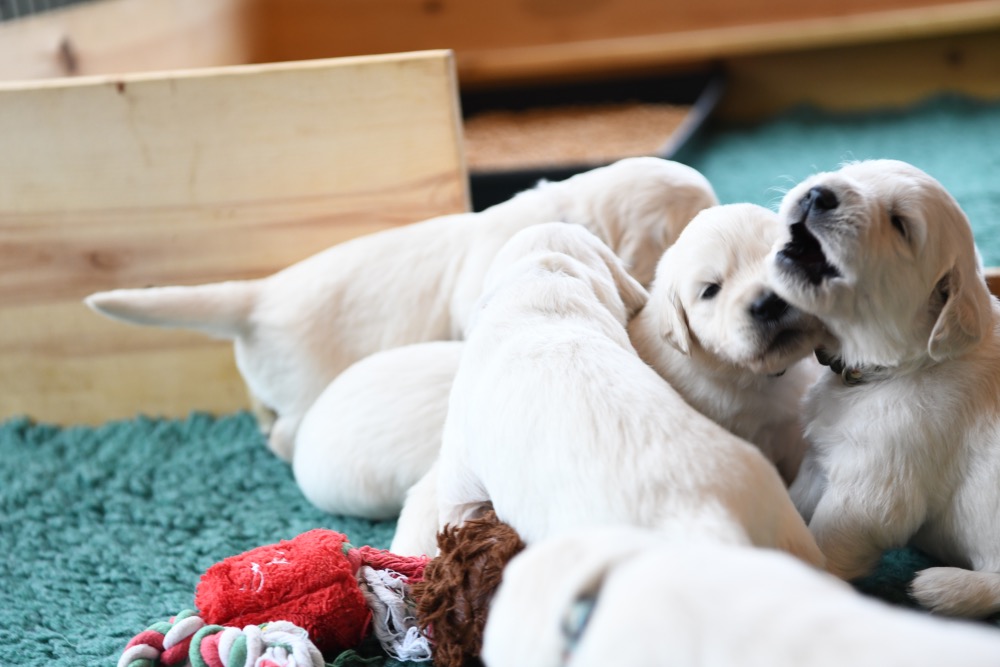 Tara's 3 Week Old Puppies