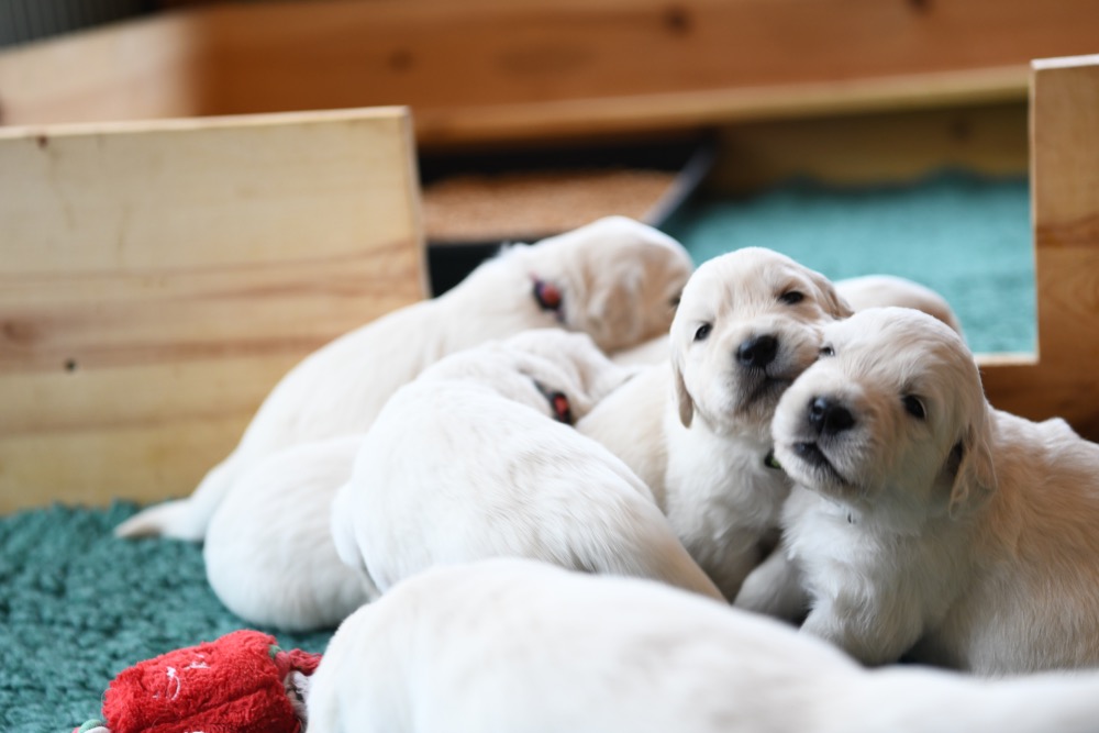 Tara's 3 Week Old Puppies