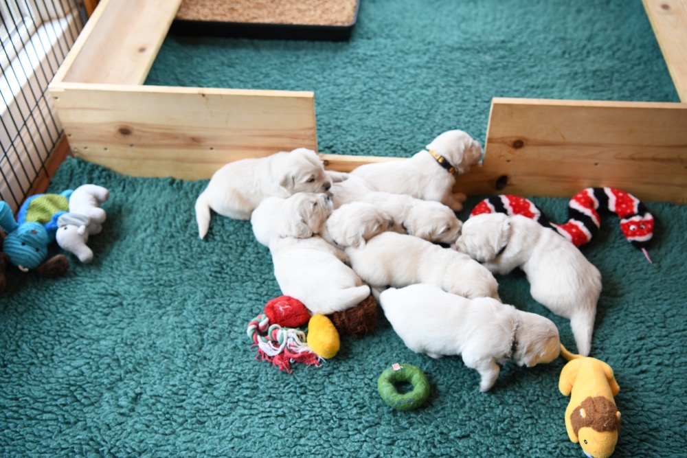 Tara's 3 Week Old Puppies