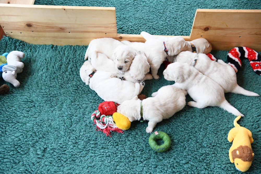 Tara's 3 Week Old Puppies