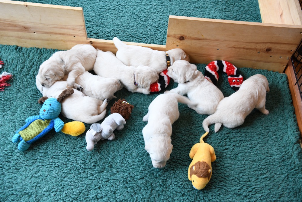 Tara's 3 Week Old Puppies