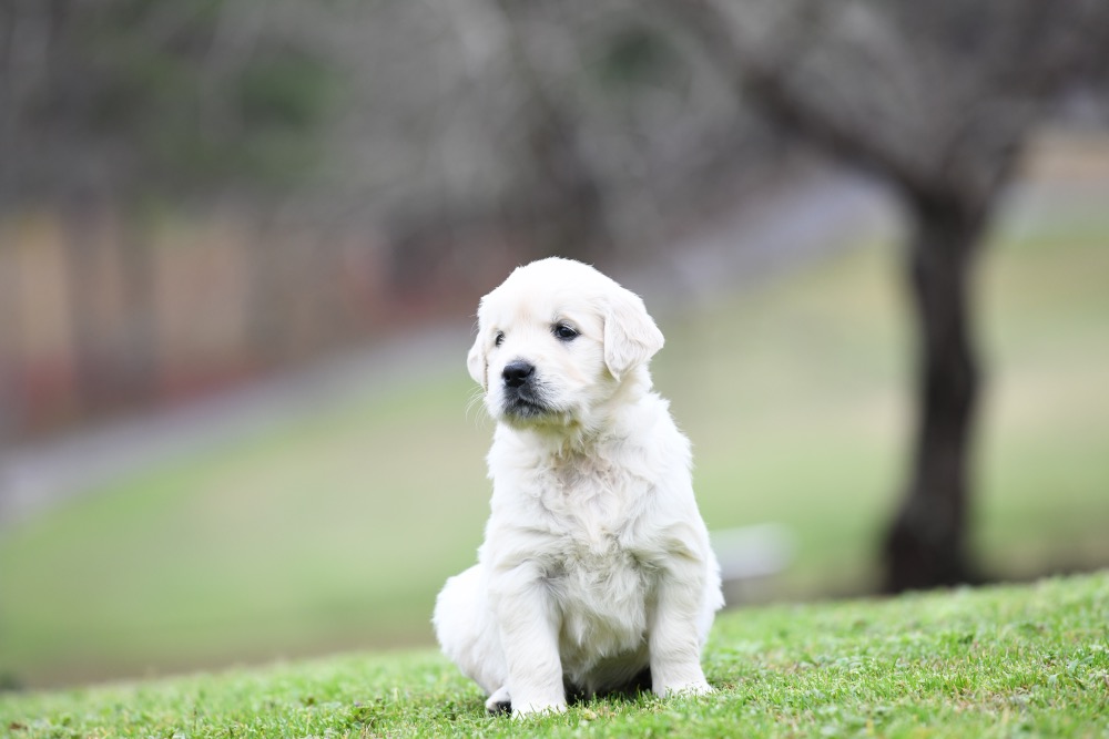 Eva's 5 Week Old Miss Pink