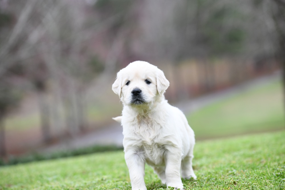 Eva's 5 Week Old Miss Pink