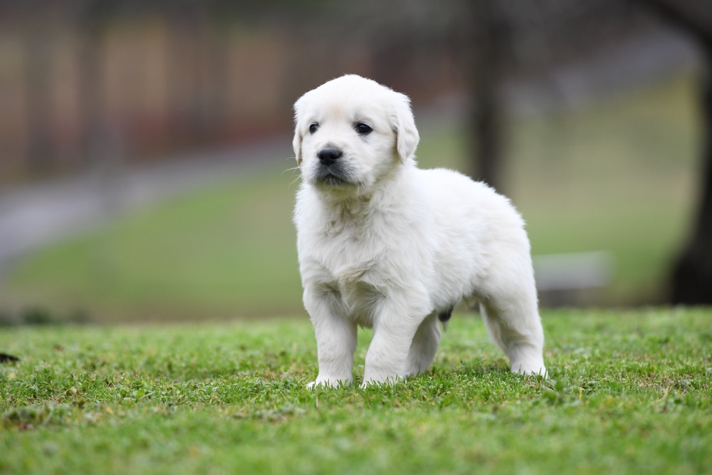 Eva's 5 Week Old Mr. Teal