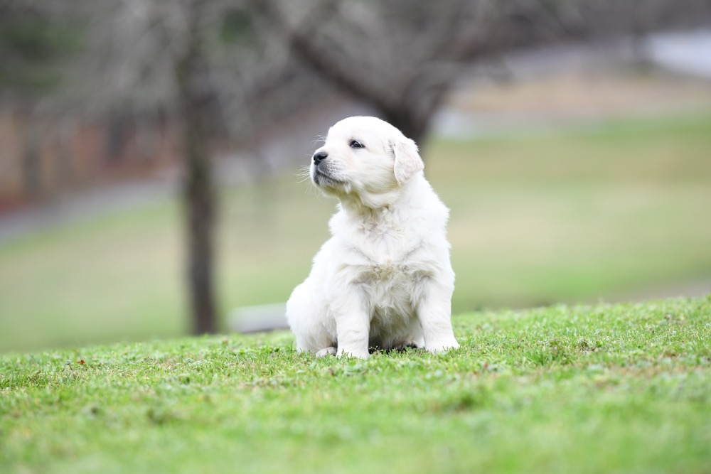Eva's 5 Week Old Mr. Green