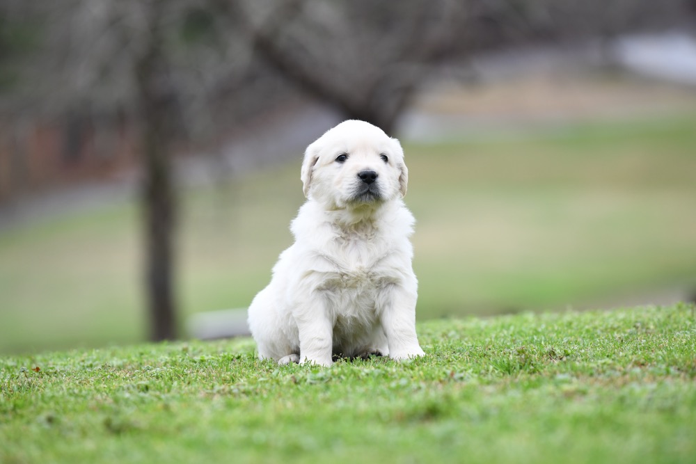 Eva's 5 Week Old Mr. Green