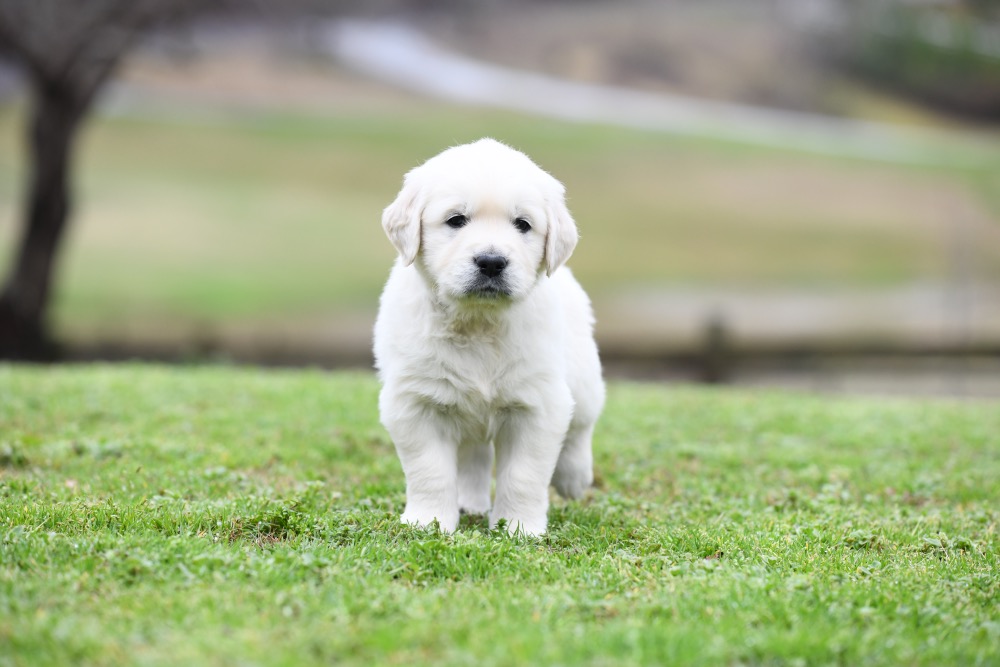 Eva's 5 Week Old Mr. Maroon