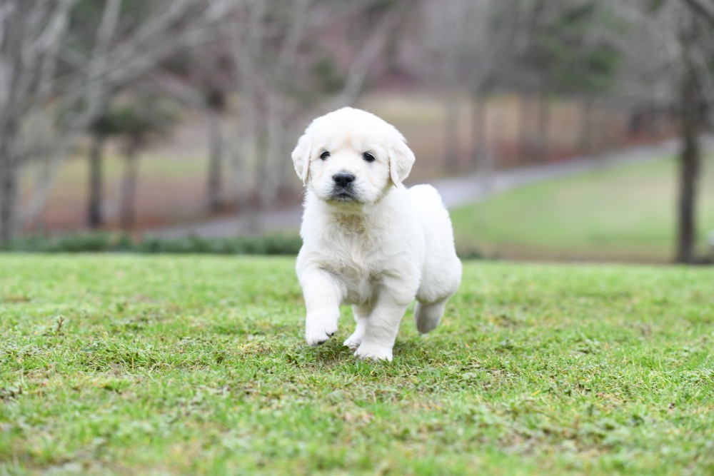 Eva's 5 Week Old Mr. Brown
