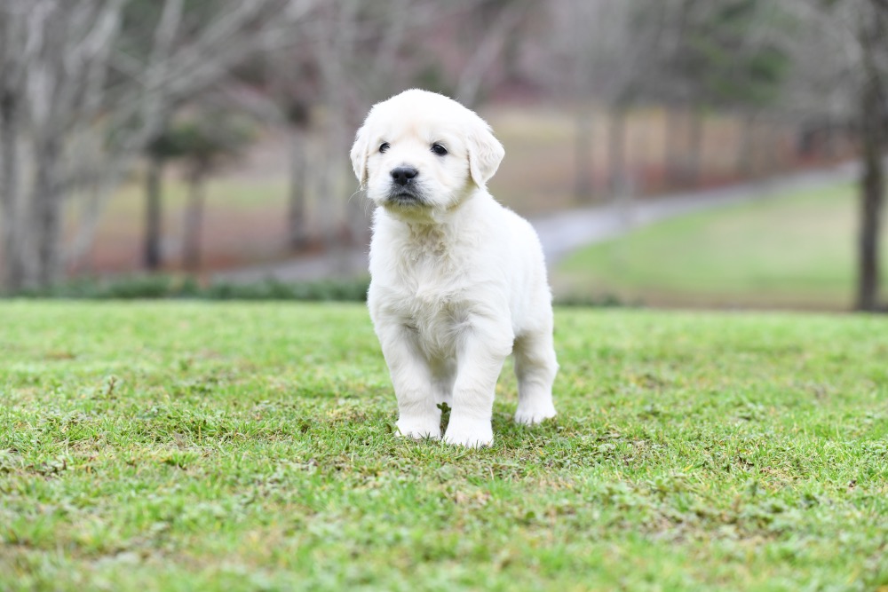 Eva's 5 Week Old Mr. Brown