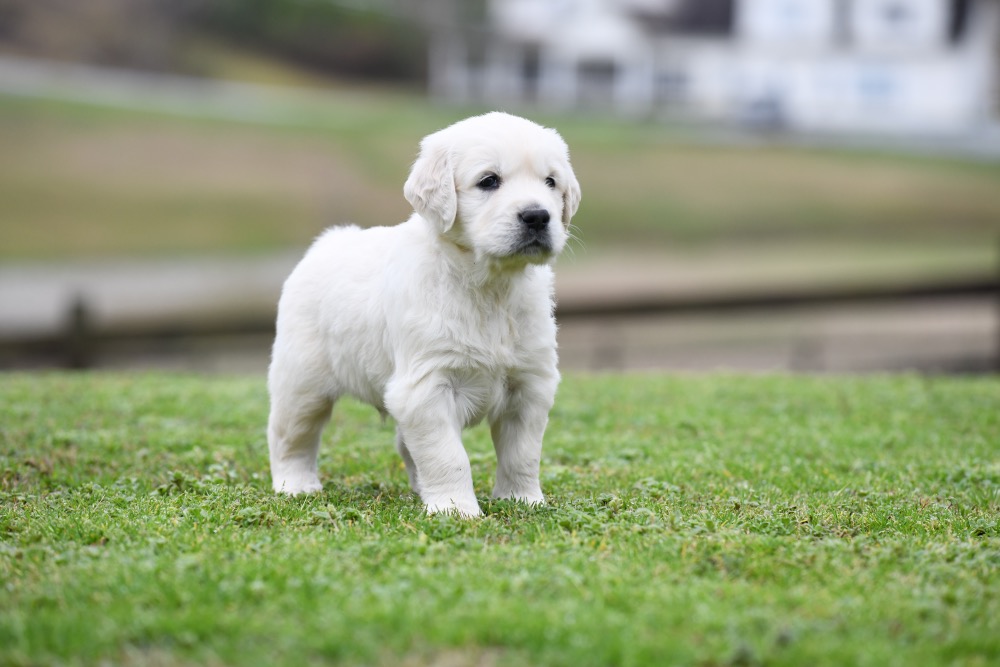 Eva's 5 Week Old Mr. Yellow