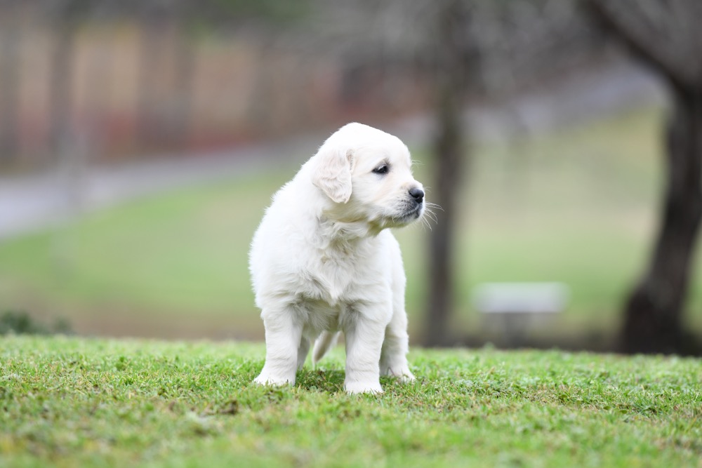 Eva's 5 Week Old Mr. Orange