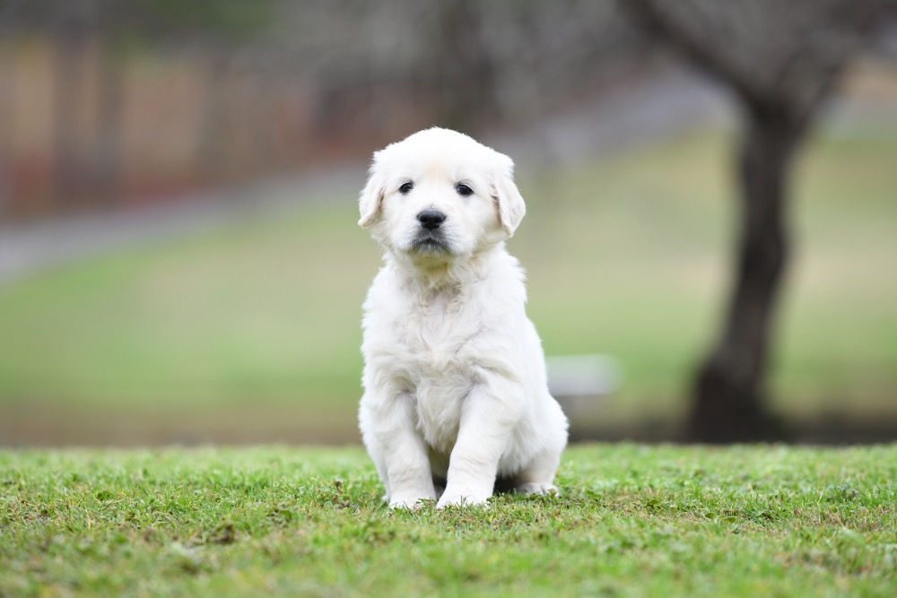 Eva's 5 Week Old Mr. Grey