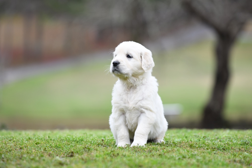 Eva's 5 Week Old Mr. Grey