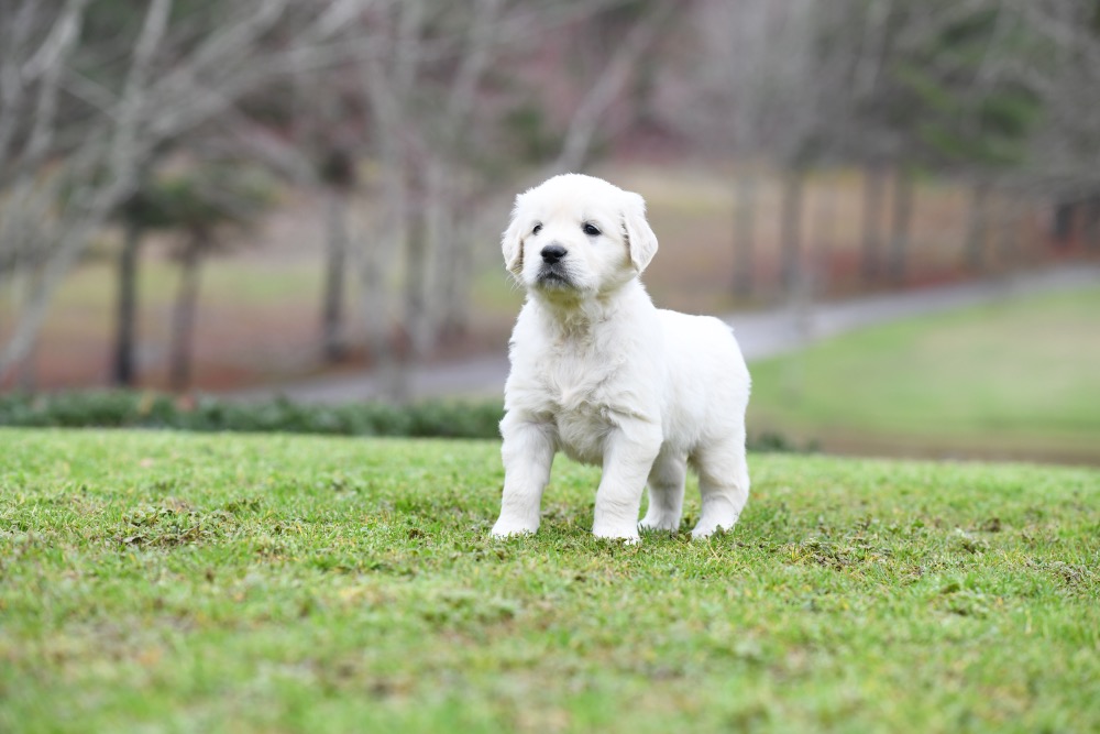 Eva's 5 Week Old Mr. Grey