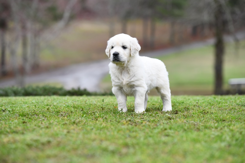 Eva's 5 Week Old Mr. Blue