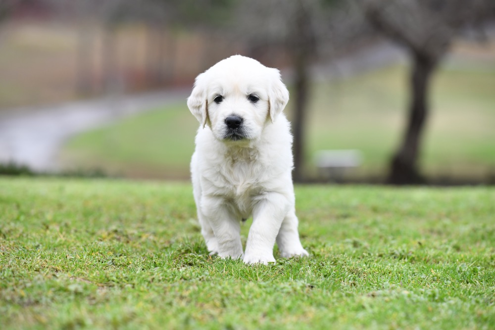 Eva's 5 Week Old Mr. Blue