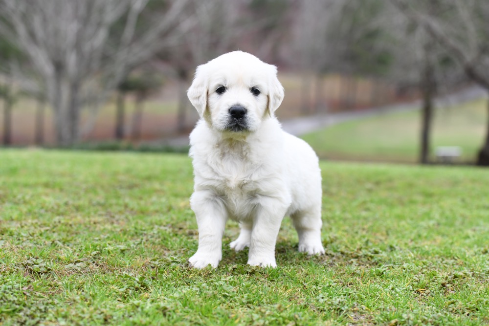 Eva's 5 Week Old puppies Mr. Blue