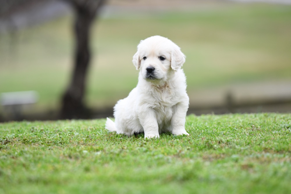 Eva's 5 Week Old Mr. Red