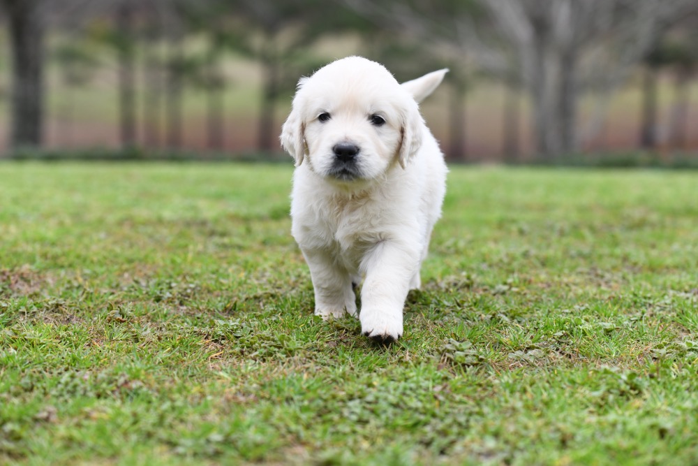 Eva's 5 Week Old puppies Mr. Red